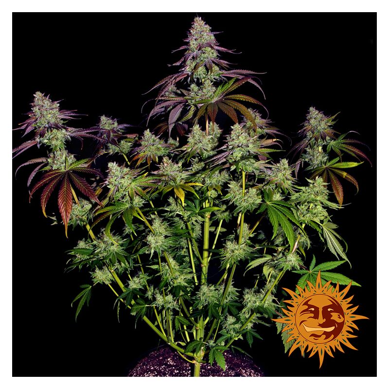 Mimosa EVO, Фасовка: 1, изображение 16